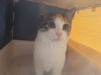 Litter That Monitors Health: How Smart Litter Boxes Are Changing the Cat Litter Market